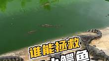 谁能拯救这只小鳄鱼#鳄珍