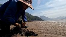 高温没人赶海，小饿承包整片海滩，一个人海鲜随便抓