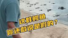 这群鳄鱼你还敢说是假的？