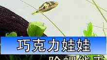 我发现自己现在对鱼没什么兴趣，好多缸都是开缸几个月甚至半年都没放鱼，实在是选择困难啊#水草缸 #空气