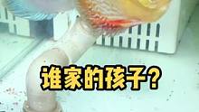 我想请问在座的各位，这是谁家的孩子？赶紧出来认领！？
#热带鱼 #观赏鱼 #七彩神仙鱼繁殖 #七彩神