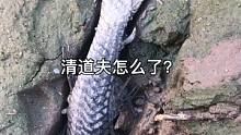 钓到清道夫不放生是对的，但是乱丢不太好！#清道夫奇葩试验 #清道夫