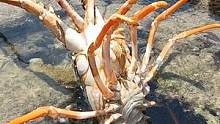 阿平赶海在一个大水坑旁抓获一只龙虾，之后还抓了海胆和鲍鱼 #赶海人
