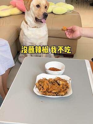 又是惹大怨種生氣的一天#動(dòng)物圖鑒 