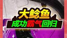 38块钱买了一条75公分大鲶鱼，招财猫媳妇终于来了，这长相想李逵 #鲶鱼 #三农 