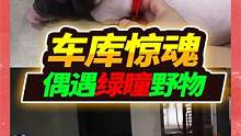 地底10米的车库惊现怪异叫声，发现时竟然露出绿瞳，真想如此好笑 #宠物 #车库 #怪声