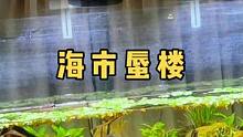 海市蜃楼～
#观赏鱼 #七彩神仙鱼 #水族 #草缸造景 #神奇动物在抖音