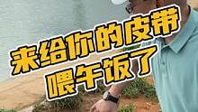 给你的皮带喂午饭了#鳄珍 
