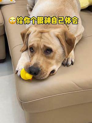 狗子：給你個白眼自己慢慢體會#動物圖鑒 