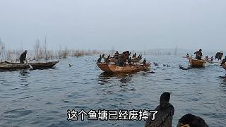 大湖涨水，鱼塘被淹没，渔民带8条船160只鱼鹰进入，场面相当激烈