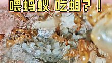 喂蚂蚁吃樱桃味的…蛆？！