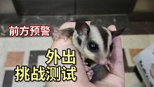 挑战手托萌宠出门测试，刚到家1星期的小蜜袋鼯会乖乖待在我的手上吗