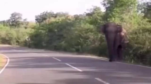 多变体汽车编辑部：当普通皮卡后盖遇上顽皮的大象会发生什么？