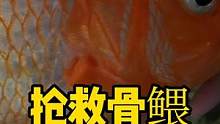抢救骨鳂全记录 #骨鳂 #养鱼日记 #frank的私人水族馆