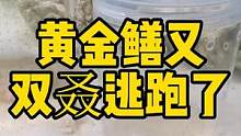 黄金鳝又双叒逃跑了，这次很多天都没见了 #frank的私人水族馆 #黄金鳝 #奇妙的动物