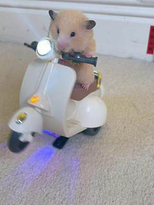 给阿福准备了新的摩托车！#猫咪 #猫和老鼠 #鼠