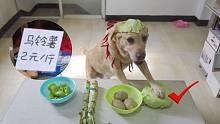 这只买菜狗因不认识肉，被迫天天吃素