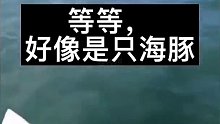 夏日炎炎，适合在水中舞一曲