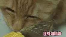 #假装吃玉米的猫   小猫咪是为1哄主人开心才吃的吗？#猫咪  #可爱 #娱乐评论大赏 