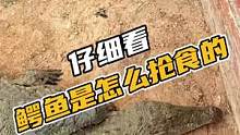 仔细看鳄鱼是怎么抢吃的#鳄珍