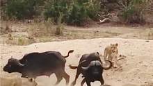 水牛被狮子包围，以一敌三陷入绝境，关键时刻同伴飞奔而来！#动物世界 