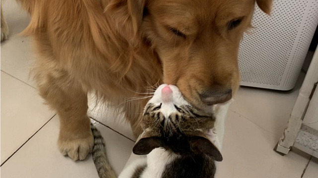 狗子好心带猫回家猫却咬狗嘴皮子