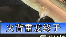 这条火背雷龙自从配对被打断了尾巴，就在我这开启了养老模式，你们的雷龙，也都吃饲料吗？#雷龙饲料 #速