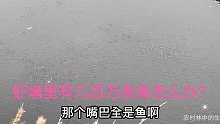 虾塘几百万条野鱼滥了，如何是好