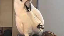 这鹦鹉是个表演艺术家