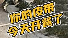 你的皮带今天开餐了#鳄珍 