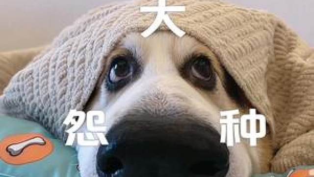 米迦勒:就很离谱,今天的鱼尾巴怎么一股胡萝卜味#柯基 #萌宠