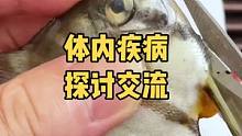 关于热带观赏鱼体内疾病问题，今天我们一起共同探讨一番。
#观赏鱼 #热带鱼 #埃及神仙鱼 #鱼类知识