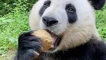 这是吃的什么好东西啊#爱护大自然保护野生动物 #动物世界 #熊猫光年