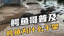 鳄鱼哥普及鳄鱼是怎么干架 的#鳄珍