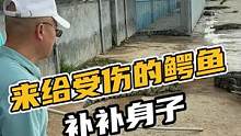 来给受伤的鳄鱼补补身子#鳄珍 