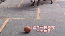 一颗蛋引来一族狐狸的故事
