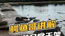 鳄鱼哥讲解鳄老弟日常干架#鳄珍