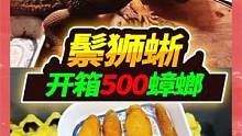 99块钱买了500只杜比亚蟑螂，开箱后喜欢得不得了，这下大饱口福 #鬃狮蜥 #杜比亚 #开箱