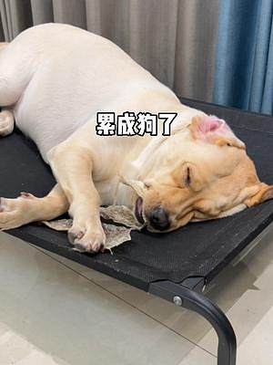 自從給狗子吃了鱈魚皮，再也不擔(dān)心狗子拆家了#八分之一更好去愛TA #抖in萌寵計劃 #美好生活盡在抖