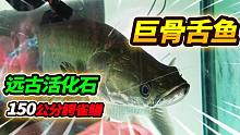远古一亿年前淡水生物巨骨舌鱼，国外能吃小孩的物种，今天开眼了