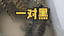两黑两白#人工养殖鳄鱼 #小鳄鱼苗 #粉色鳄鱼 #尼罗鳄