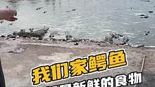 我们家的喂鱼吃的都是新鲜的食物#鳄珍 