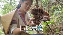 运气爆棚了，找到一个超级大的野生灵芝，这么丑有人要吗