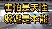 新手开车偏右，害怕是天性，躲避是本能。#大成驾道教练联盟 #智驾驶手册 #交通安全 