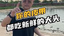 你的皮带都吃新鲜的大头#鳄珍 
