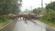 一群大象过马路，殿后的大象这是甩鼻致谢呢？