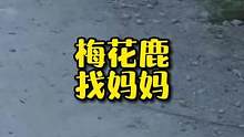 小梅花鹿钻出来找不到妈妈了！是您会怎么办呢？#万物皆有灵性 #萌宠 #人与自然和谐共处