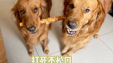 当给两只狗狗一根磨牙棒时会发生什么～