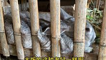 网上买回2只可爱的兔子，4个月后越养越害怕，真被老人说中了