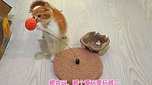 捡来的小橘猫给它啥破烂都玩得好开心，原来它的快乐就是容易满足